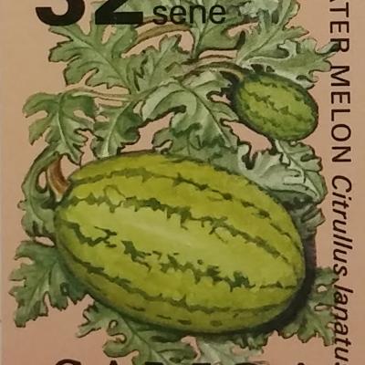 Water Melon 32sene